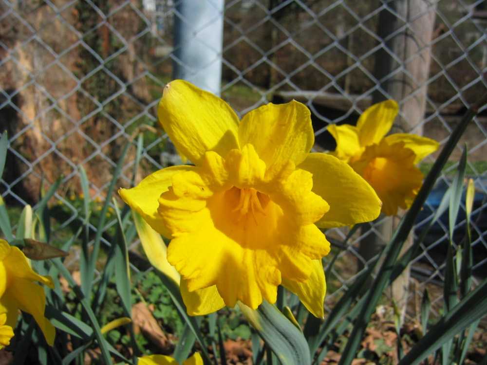 Narcissus pseudonarcissus 'Golden Harvest' (Osterglocke, Tropeten-Narzisse)